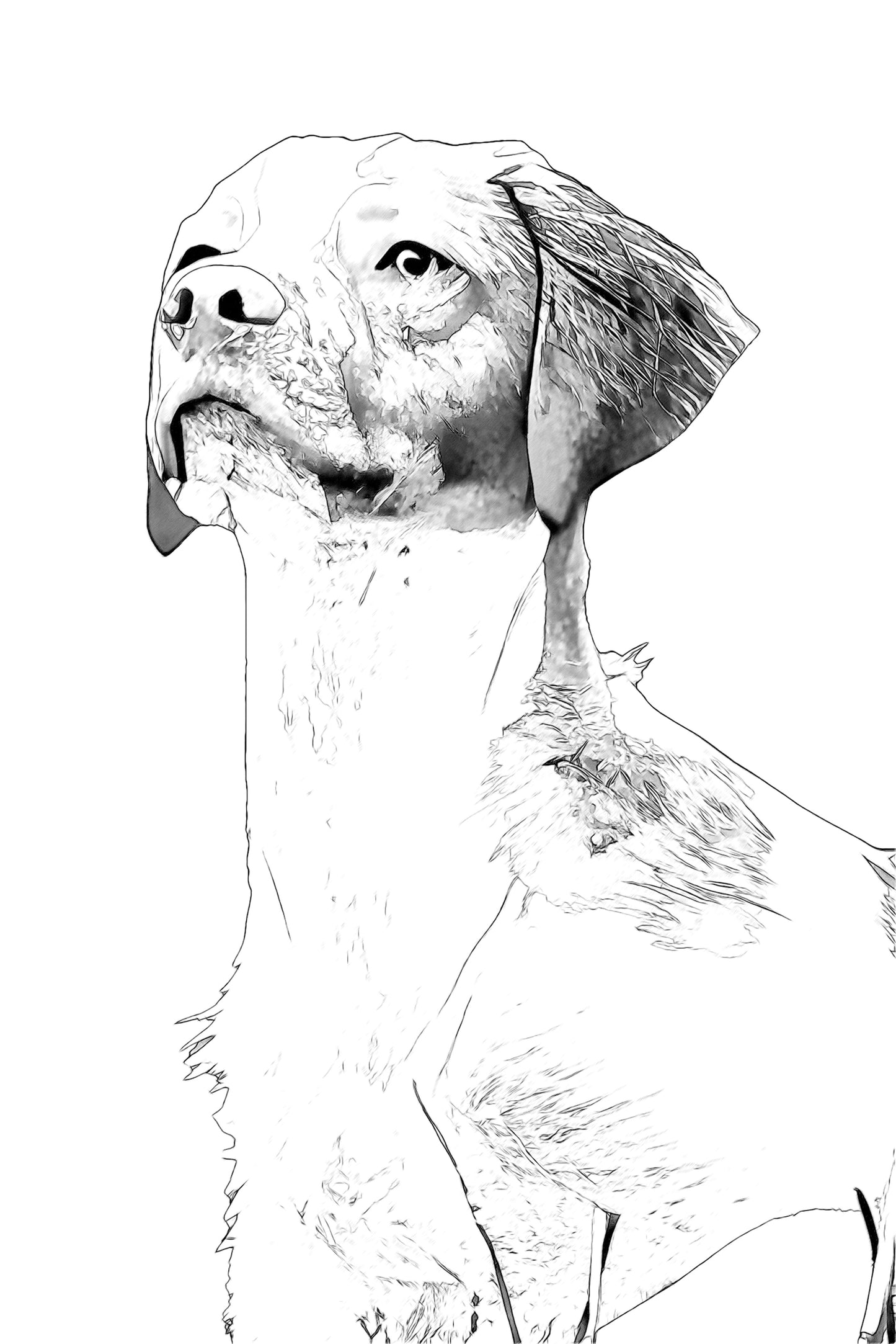 Ritratto Personalizzato Disegnato a Carboncino del tuo cane / Commissione per il tuo Gatto, Cane, e Animali Domestici / Arte da parete / Regalo per amante degli animali / Vendita Online / Galleria Papiarte ®